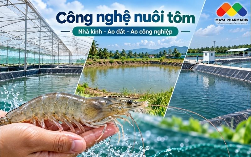 NUÔI TÔM TRONG NHÀ KÍNH, AO ĐẤT VÀ AO CÔNG NGHIỆP