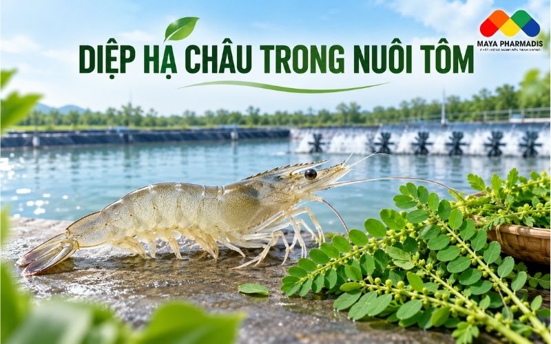 DIỆP HẠ CHÂU TRONG NUÔI TÔM: CÔNG DỤNG VÀ CÁCH SỬ DỤNG