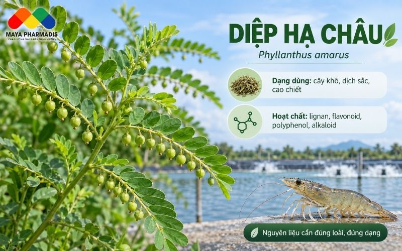 Diệp hạ châu là cây gì?