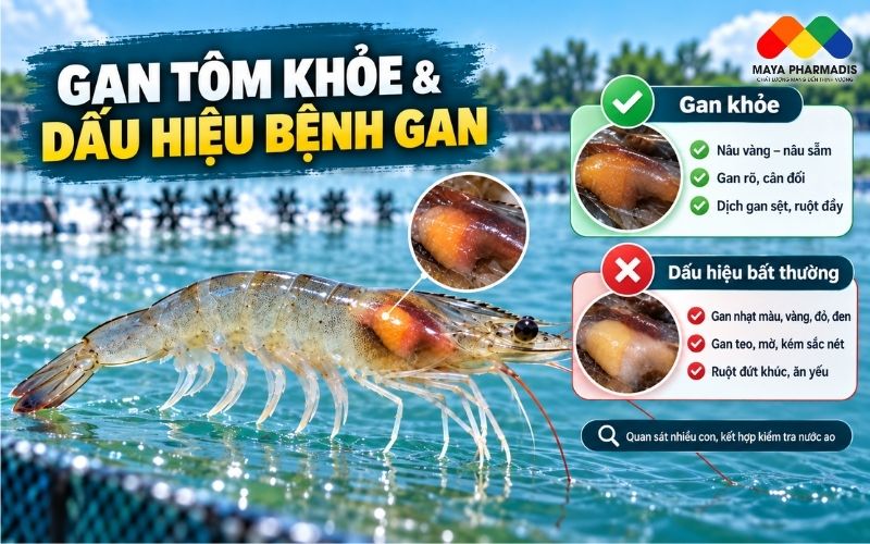 Gan tôm khỏe mạnh thường có đặc điểm gì?