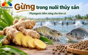 GỪNG CÓ THỂ ĐƯỢC SỬ DỤNG NHƯ PHYTOGENIC TRONG THỦY SẢN?