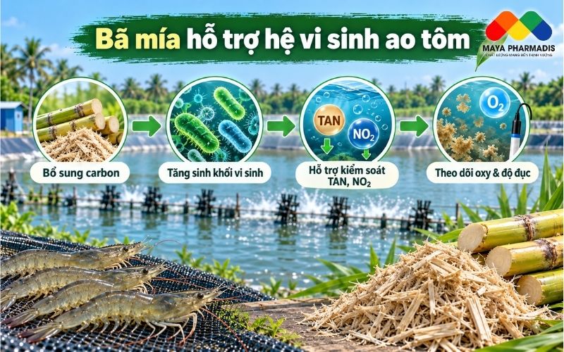Bã Mía Hỗ Trợ Hệ Vi Sinh Ao Tôm Như Thế Nào?