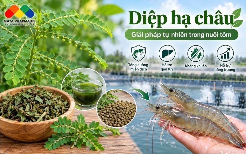 Tiềm năng hỗ trợ miễn dịch của tôm