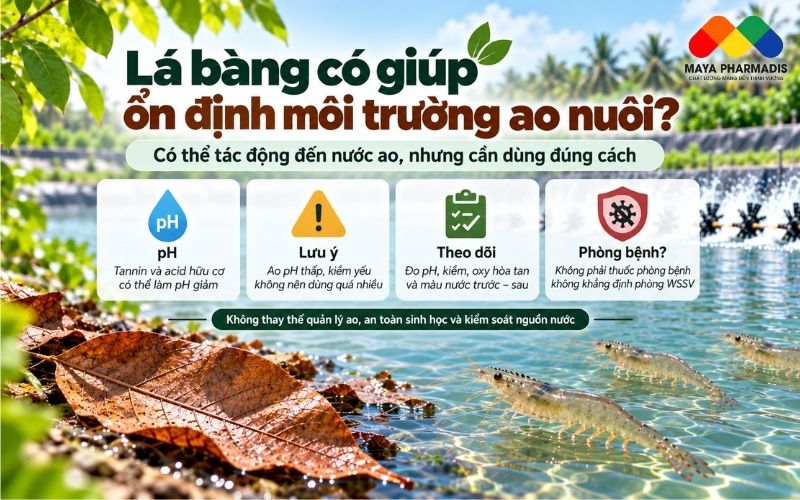 Lá bàng có giúp ổn định môi trường ao nuôi?