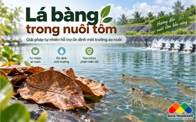 LÁ BÀNG TRONG NUÔI TÔM: GIẢI PHÁP TỰ NHIÊN HỖ TRỢ ỔN ĐỊNH MÔI TRƯỜNG AO NUÔI