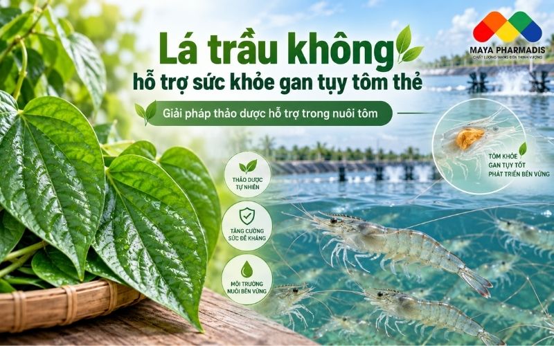 LÁ TRẦU KHÔNG TRONG NUÔI TÔM THẺ: HỖ TRỢ SỨC KHỎE GAN TỤY