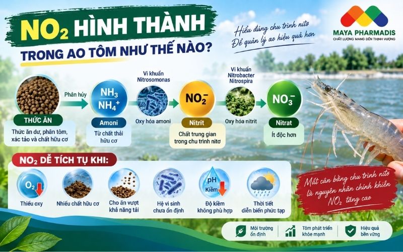 NO₂ hình thành như thế nào
