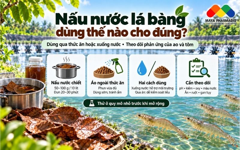 Nấu nước lá bàng để sử dụng