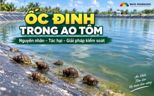 Ốc Đinh trong ao tôm