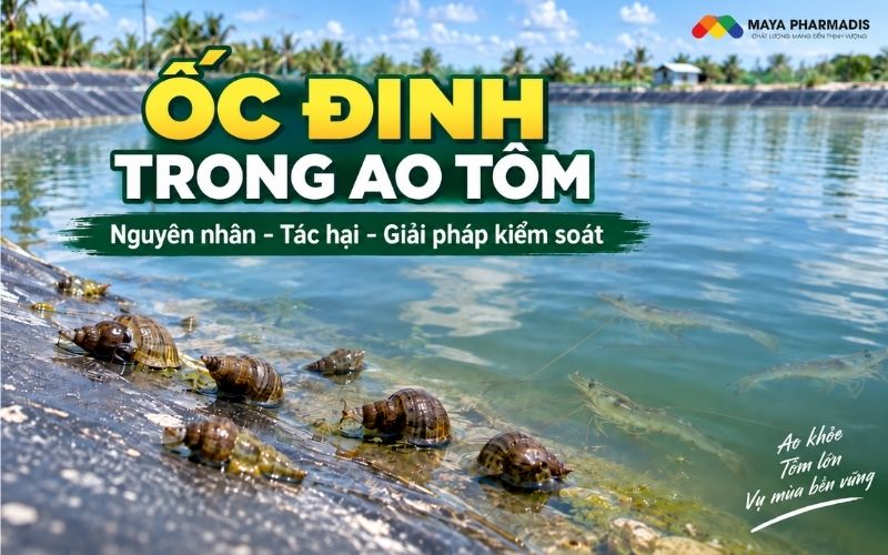 Ốc Đinh trong ao tôm