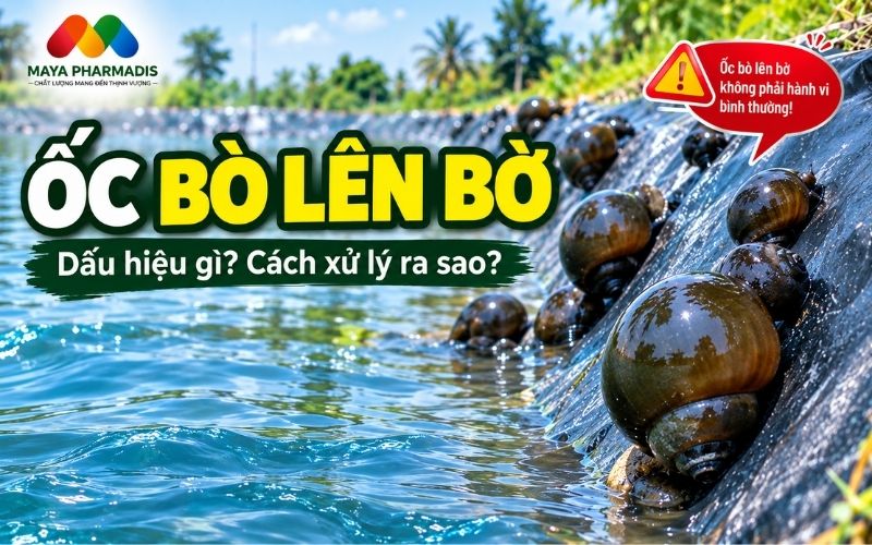 Ốc bò lên bờ