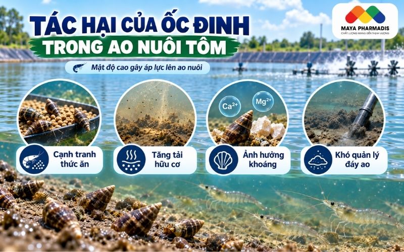 Tác hại của ốc Đinh