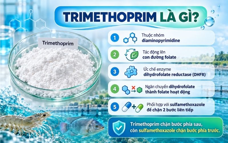 Trimethoprim là gì