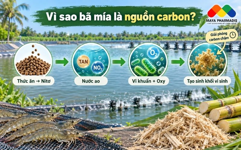 Vì Sao Bã Mía Có Thể Được Dùng Làm Nguồn Carbon?