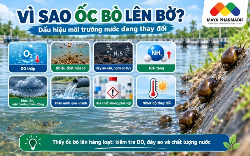Vì sao ốc bò lên bờ