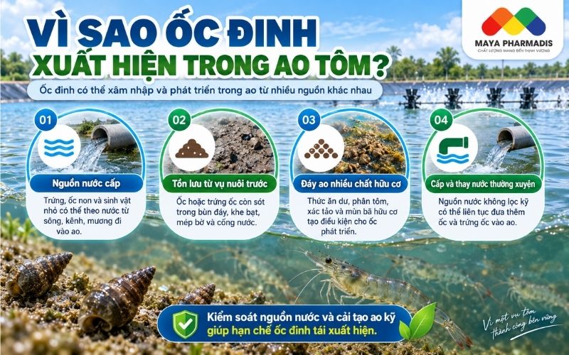 Vì sao ốc đinh lại xuất hiện trong ao
