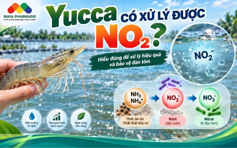 Yucca có xử lý được NO₂