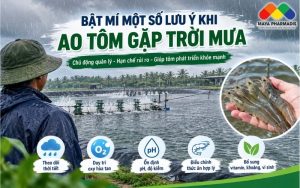 AO TÔM GẶP TRỜI MƯA: NHỮNG LƯU Ý QUAN TRỌNG BÀ CON CẦN BIẾT
