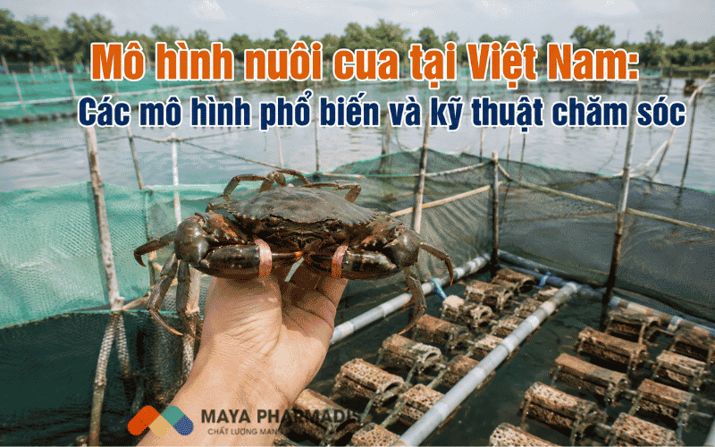 Mô hình nuôi cua tại Việt Nam: Các mô hình phổ biến và kỹ thuật chăm sóc hiệu quả