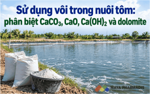 Sử dụng vôi trong nuôi tôm: phân biệt CaCO₃, CaO, Ca(OH)₂ và dolomite