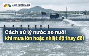 Cách xử lý nước ao nuôi khi mưa lớn hoặc nhiệt độ thay đổi