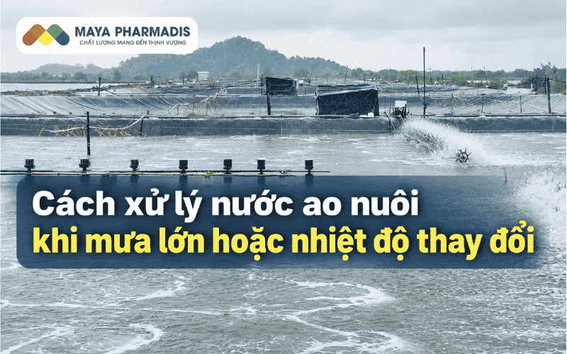 Cách xử lý nước ao nuôi khi mưa lớn hoặc nhiệt độ thay đổi
