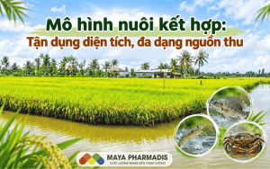 Mô hình nuôi kết hợp: Tận dụng diện tích, đa dạng nguồn thu