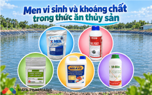 Men vi sinh và khoáng chất trong thức ăn thủy sản