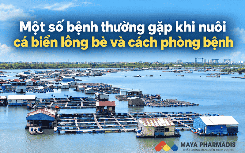 Bệnh thường gặp khi nuôi cá lồng bè và cách phòng bệnh