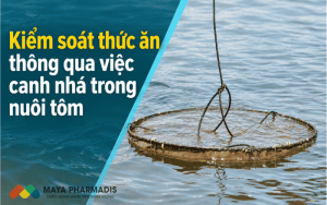 Kiểm soát thức ăn thông qua việc canh nhá trong nuôi tôm