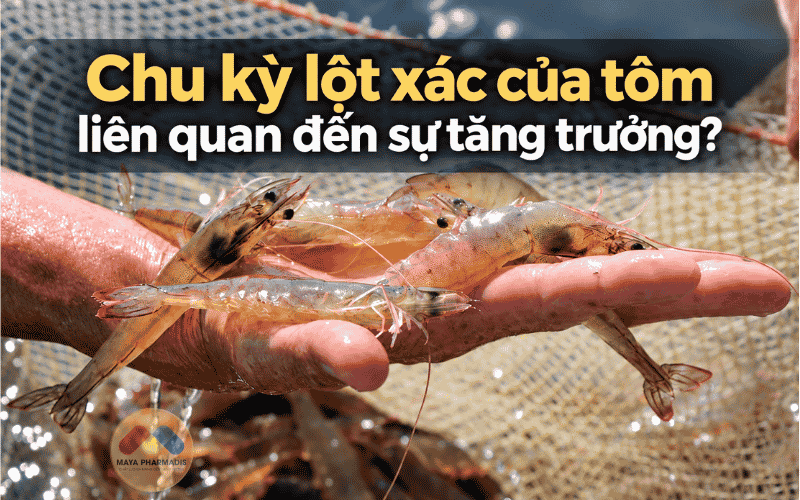 Chu kỳ lột xác của tôm liên quan đến sự tăng trưởng?