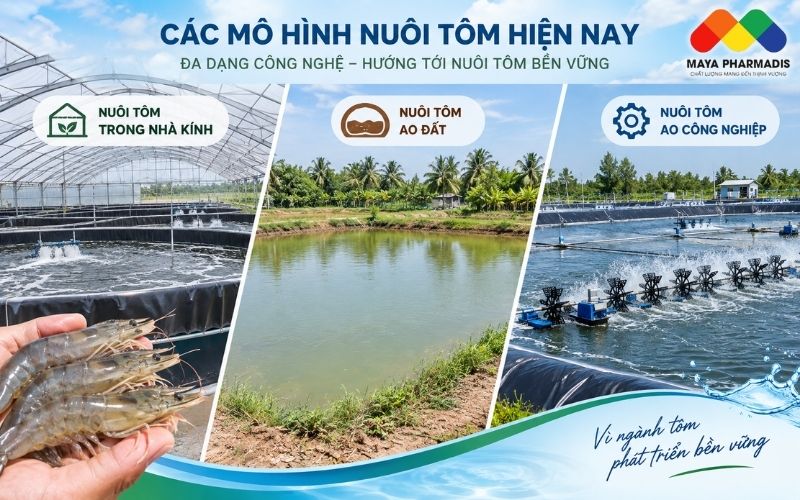 Tổng quan các mô hình nuôi tôm hiện nay