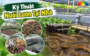 KỸ THUẬT NUÔI LƯƠN TẠI NHÀ: CÁCH LÀM BỂ, CHỌN GIỐNG, CHĂM SÓC