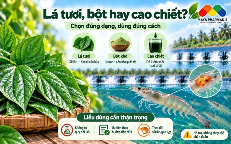 Lá tươi, bột hay cao chiết: dạng nào phù hợp?