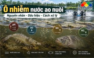 nước ao nuôi, quản lý nước ao, xử lý nước ao tôm, khí độc ao nuôi, NH3 ao tôm, NO2 ao tôm, H2S ao nuôi, vi sinh xử lý nước, xử lý đáy ao, tảo tàn, thức ăn dư, quản lý môi trường ao, nuôi tôm thâm canh, nuôi cá thâm canh