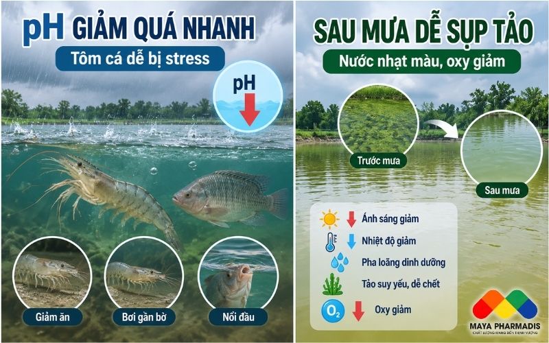 Điều Gì Xảy Ra Khi pH Giảm Quá Nhanh?