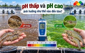 pH THẤP VÀ pH CAO ẢNH HƯỞNG NHƯ THẾ NÀO ĐẾN TÔM?