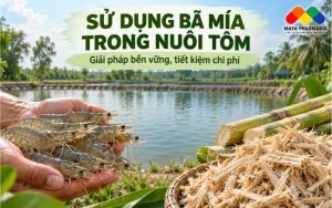 SỬ DỤNG BÃ MÍA TRONG NUÔI TÔM – GIẢI PHÁP BỀN VỮNG, TIẾT KIỆM CHI PHÍ