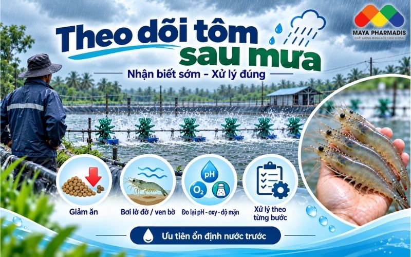 Những dấu hiệu trên tôm cần theo dõi sau mưa