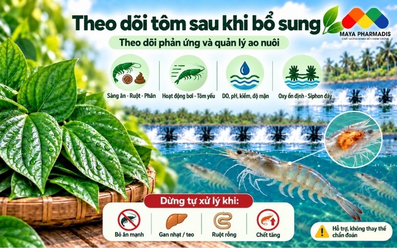 Theo dõi tôm sau khi bổ sung