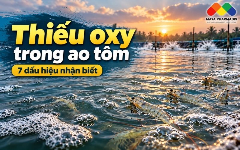 Thiếu oxy trong ao tôm – 7 dấu hiệu nhận biết không cần máy đo