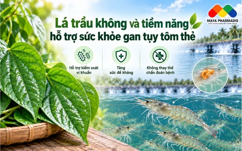 Lá trầu không trong nuôi tôm thẻ: Tiềm năng hỗ trợ sức khỏe gan tụy
