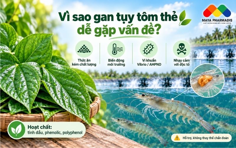 Vì sao gan tụy tôm thẻ dễ gặp vấn đề?