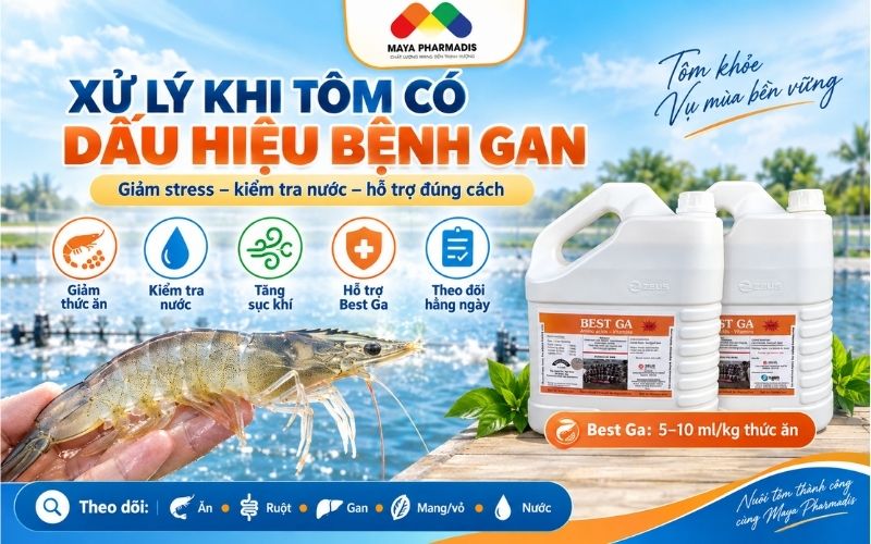 Cách xử lý khi phát hiện tôm có dấu hiệu bệnh gan