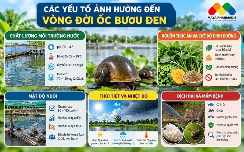 Các yếu tố ảnh hưởng đến vòng đời ốc bươu đen