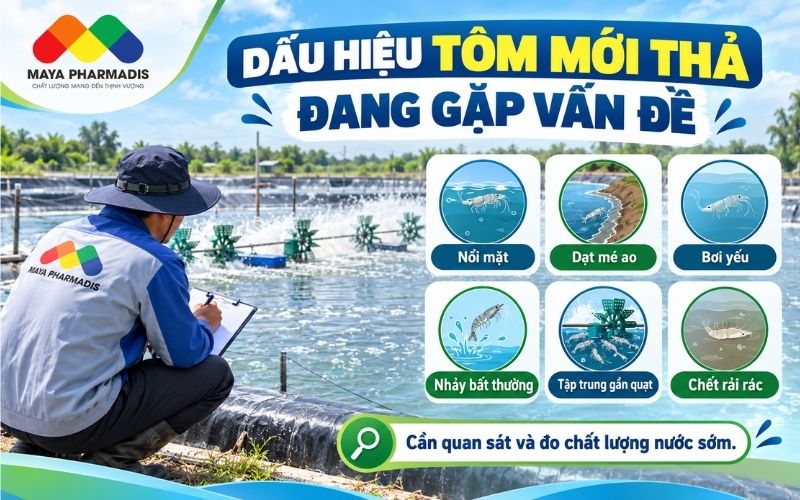 Dấu hiệu tôm mới thả có vấn đề
