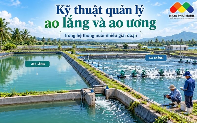 KỸ THUẬT QUẢN LÝ AO LẮNG VÀ AO ƯƠNG TRONG NUÔI NHIỀU GIAI ĐOẠN