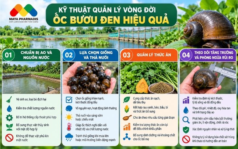 Kỹ thuật quản lý vòng đời ốc bươu đen