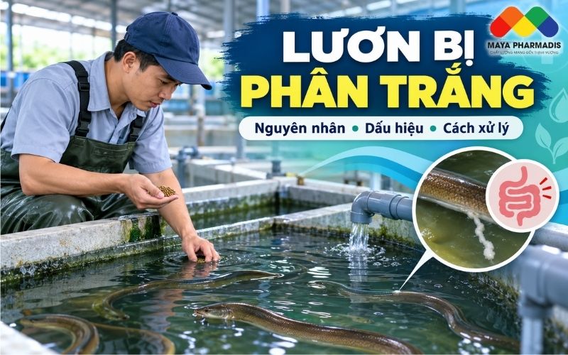 LƯƠN BỊ PHÂN TRẮNG: NGUYÊN NHÂN, DẤU HIỆU VÀ CÁCH XỬ LÝ
