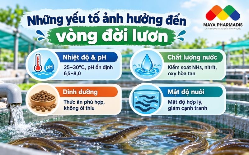 Những yếu tố ảnh hưởng đến vòng đời lươn